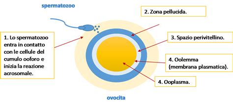 Spermatozoo e Ovocita in fase di incontro