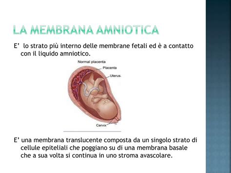 Criteri per la donazione di membrana amniotica