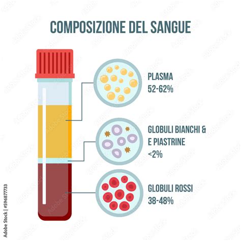 Illustrazione del processo del Bitest con le sue componenti: prelievo di sangue materno e ecografia per la translucenza nucale
