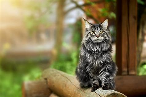gatto che osserva in un ambiente domestico
