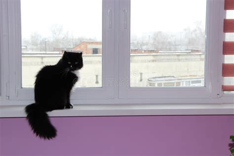 gatto che guarda fuori dalla finestra verso il giardino