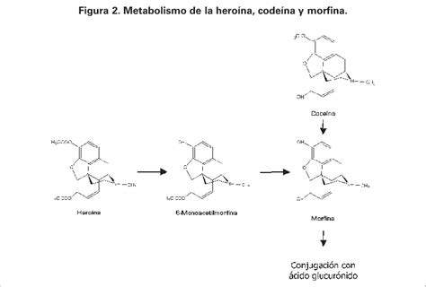 Schema del metabolismo della codeina in morfina