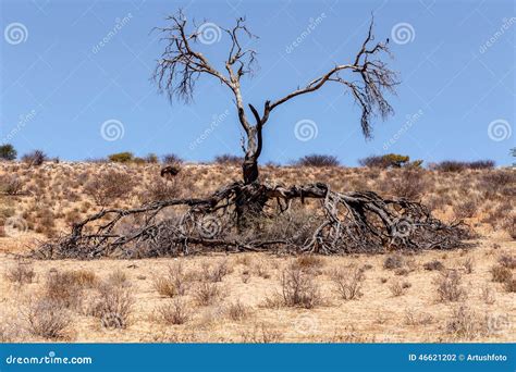 rappresentazione simbolica di un albero rigoglioso in un paesaggio arido