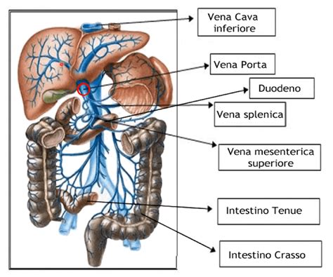 Diagramma del sistema portale epatico