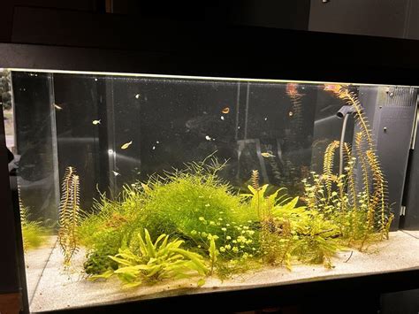 Acquario piantumato con aquasoil e piante rigogliose