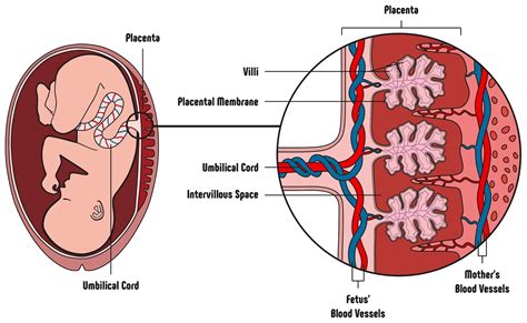 rappresentazione schematica della placenta e della circolazione utero-placentare