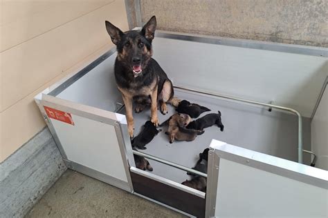 Cassa parto per cani con cuccioli