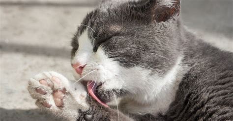 Gatta che si lecca le zampe, un segno di pulizia e preparazione