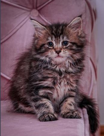 Cucciolata di gattini Maine Coon neonati