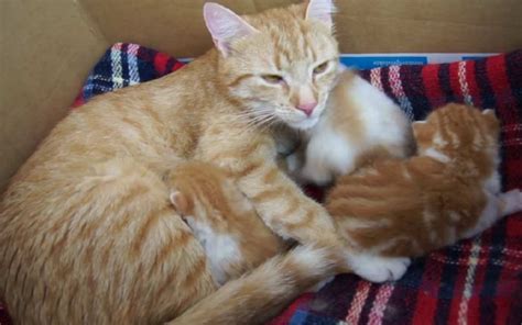 Mamma gatta che allatta i suoi cuccioli