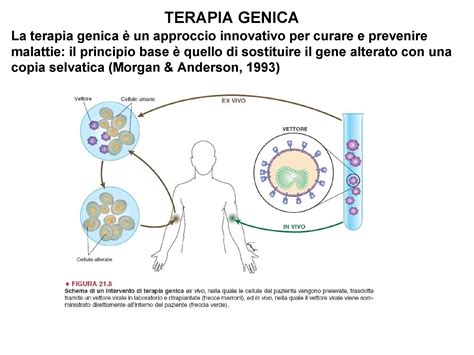 Infografica sulla terapia genica in utero