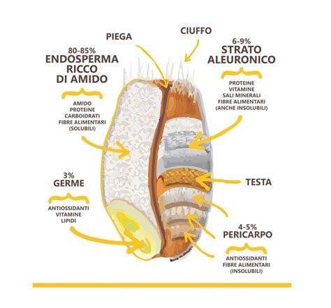 Sezione trasversale di un chicco di grano con evidenziato il germe