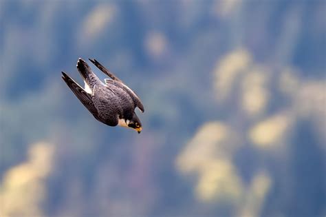 Falco pellegrino in picchiata