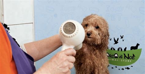Toelettatura professionale cane
