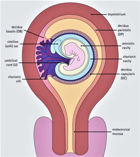 Decidua e ambiente uterino