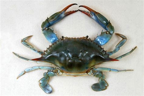 Blue crab shells and remains