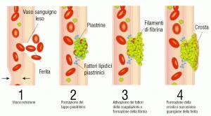 Schema del processo di coagulazione del sangue