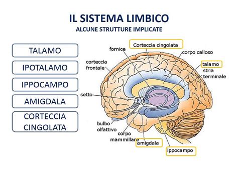 Schema illustrativo dell'interazione olfattiva: dalle molecole volatili al sistema limbico