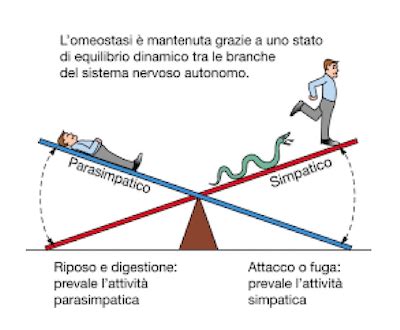 Diagramma che illustra l'equilibrio tra sistema simpatico e parasimpatico durante il travaglio