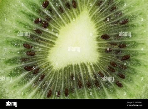 primo piano di un kiwi nel sottobosco