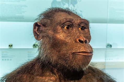 Ricostruzione artistica di Australopithecus africanus con il suo piccolo