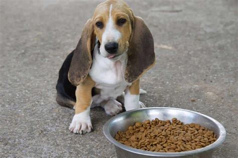 cucciolo di cane che mangia cibo solido