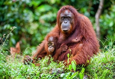 madre orango con cucciolo