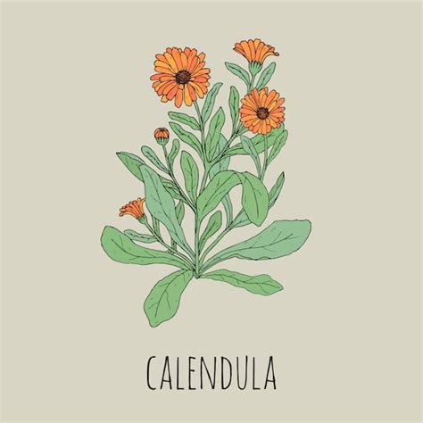 illustrazione di una pianta di calendula in un giardino biologico