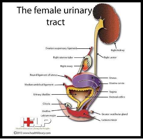 Anatomy of Female Reproductive System and Urinary Tract