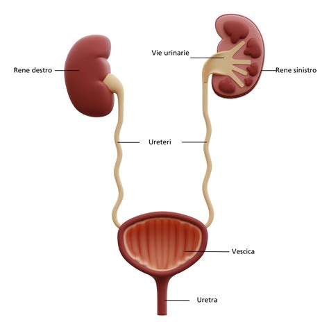 schema anatomico del sistema urinario con reni, ureteri e vescica