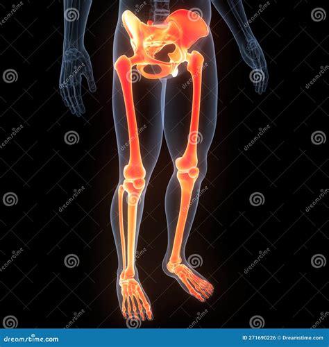 illustrazione anatomica degli arti inferiori nei bambini