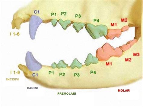 schema grafico dell'epifisiodesi con placca a otto