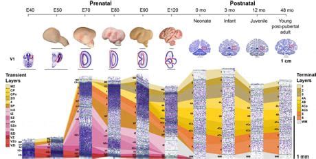 rappresentazione stilizzata dello sviluppo cerebrale fetale e connessioni talamocorticali