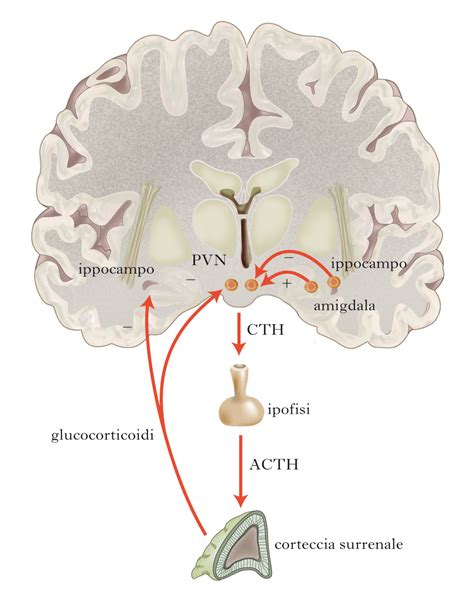 diagramma che illustra l'asse HPA (ipotalamo-ipofisi-surrene) e il passaggio del cortisolo materno