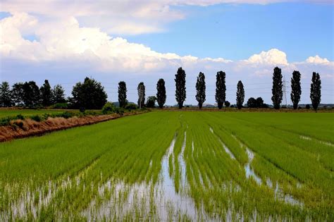 Campo di riso coltivato in Italia durante la stagione estiva