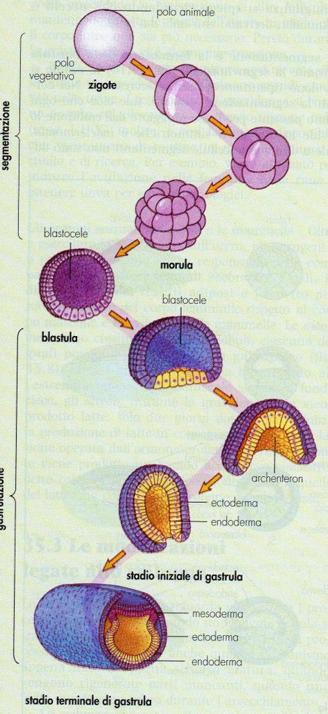 rappresentazione schematica dello sviluppo embrionale e delle membrane protettive