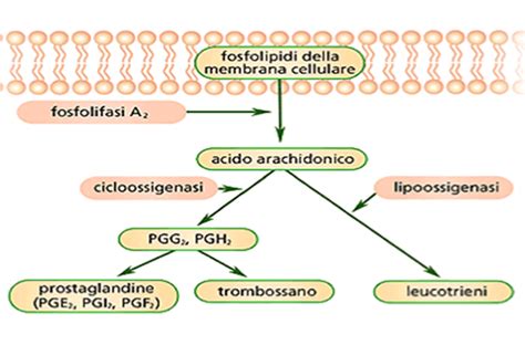 rappresentazione biochimica dell'inibizione della fosfolipasi A2 ad opera dei corticosteroidi