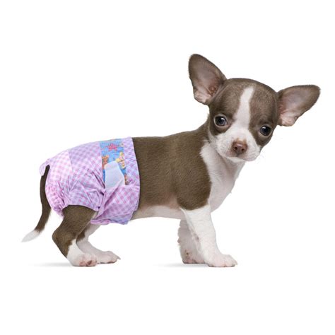 Dog wearing a diaper