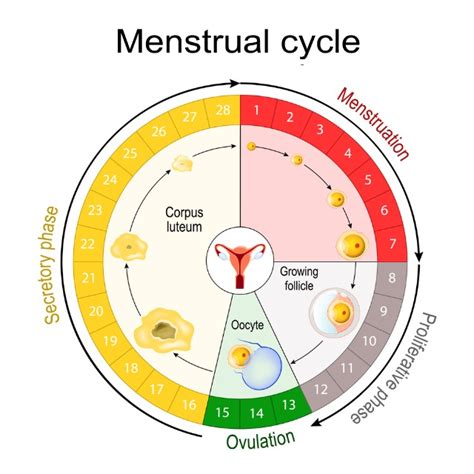 Calendar marking ovulation and period dates
