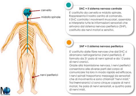 infografica che mostra la differenza d'azione tra sistema nervoso centrale (Tachipirina) e sistema gastrointestinale (Biochetasi)