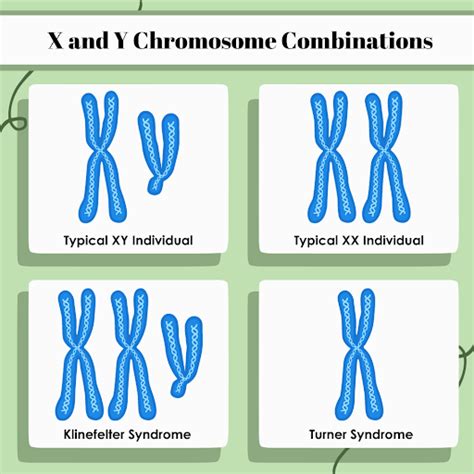 Graphic contrasting XX and XY chromosomes