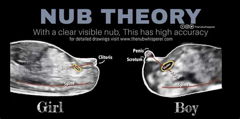 Diagram illustrating the Nub Theory