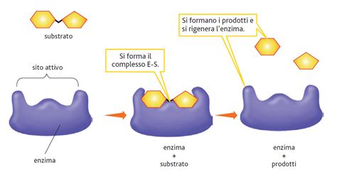 Schema del sito attivo della beta-galattosidasi con evidenziati i residui chiave
