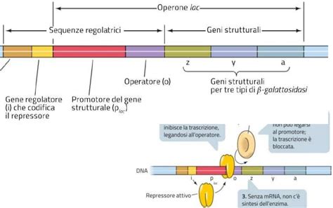 Schema di funzionamento dell'operone lac in E. coli