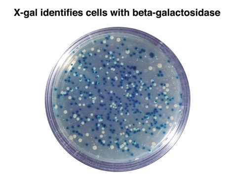 E. coli colonies expressing functional beta-galactosidase on X-gal media