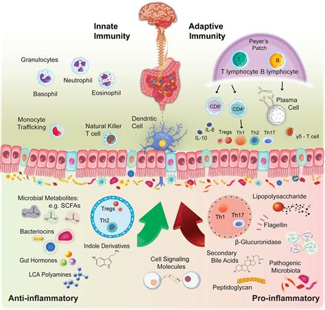 Infant's digestive and immune system development