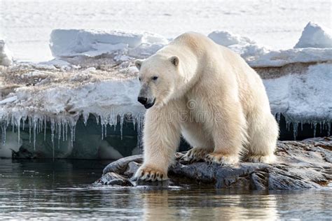 Orso polare maschio adulto sulla banchisa