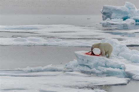Orso polare mentre caccia una foca sul ghiaccio