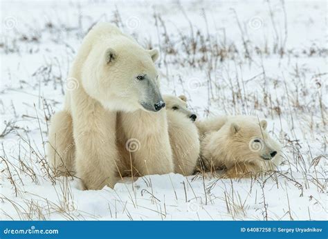 Orso polare femmina con due cuccioli