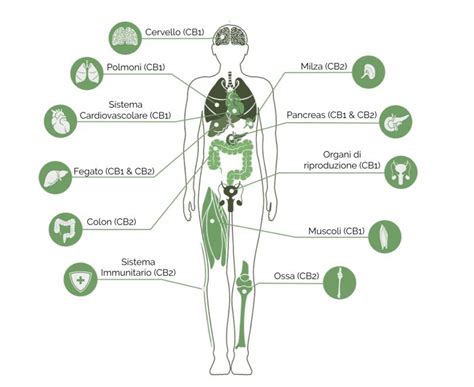 Schema del sistema endocannabinoide e dei suoi recettori